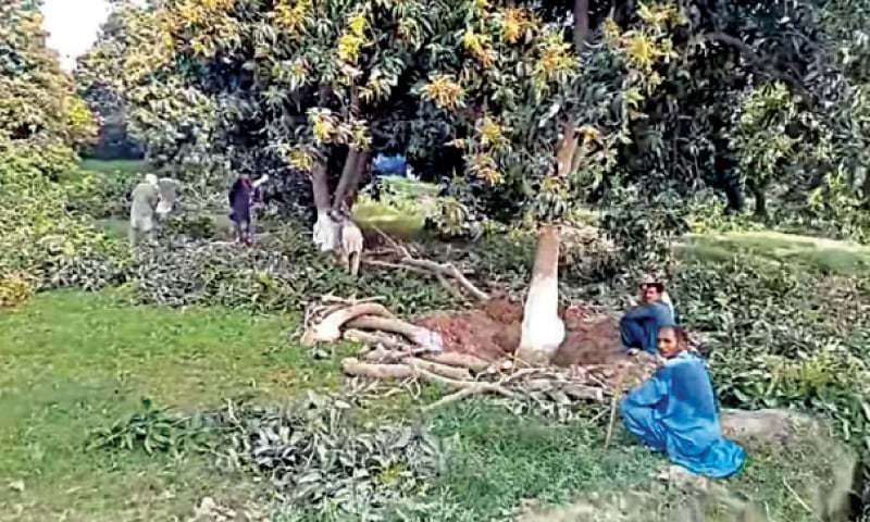 Rapid Orchard Conversion Threatens Gardeners’ Livelihoods in Multan