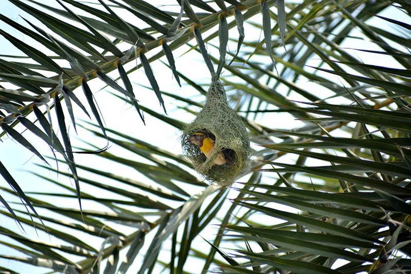 Sparrow Builds Nest on Palm Tree Amid City Life
