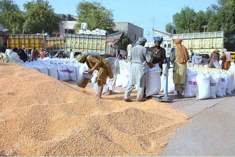 Farmers Prepare Maize for Market During Post-Harvest Season