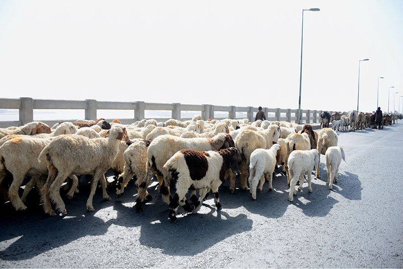 Shepherds Guide Sheep Across Chenab River Bridge