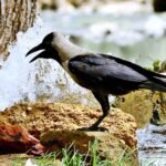 Crow Seeks Relief at Water Tap Amid Hyderabad Heatwave