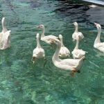 Ducks Find Respite from Heat in Hyderabad Pool