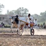 Traditional Bull Cart Races Draw Crowds in Rural Multan