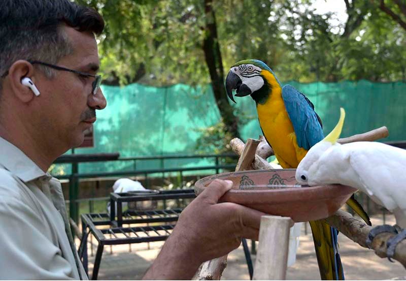 Birds Receive Fresh Water Amid Heatwave at Rawal Lake