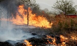 Urgent Action Needed as Forest Fires and Deforestation Escalate Climate Threats