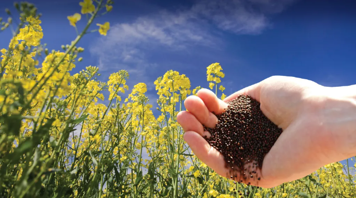 Pakistan Aims to Boost Indigenous Oilseed Cultivation