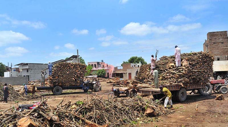 Rising Demand for Firewood in Multan Amid Fuel Shortages