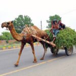 Camel-Drawn Cart Highlights Traditional Transport in Multan