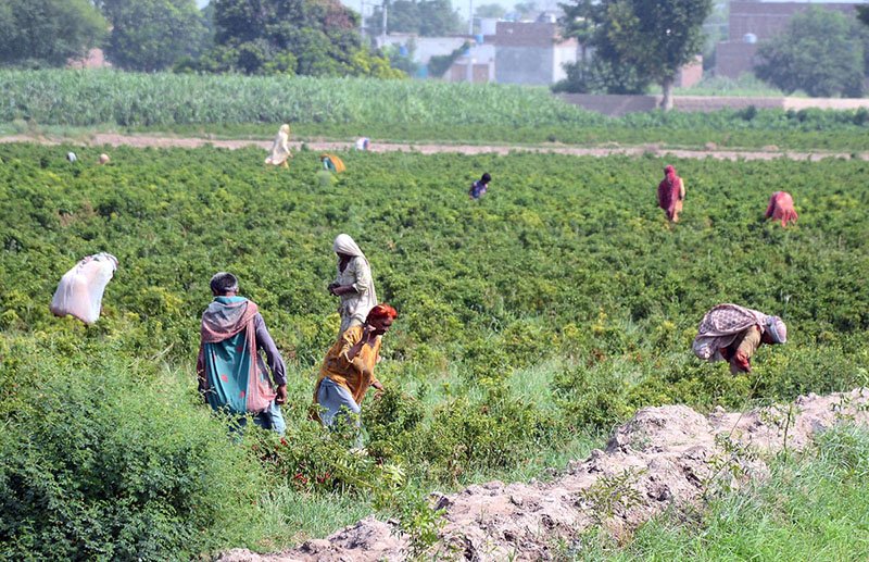 Women Labourers Harvest Red Chilies Near Multan During Peak Season
