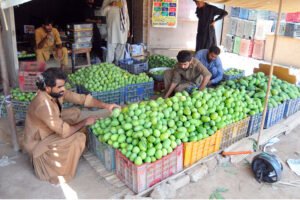 Multan’s Mango Season in Full Swing as Workers Pack Harvest