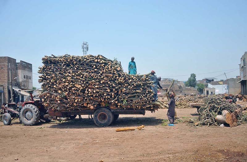 Labourers Load Timber Amid Rising Demand at Multan Wood Market