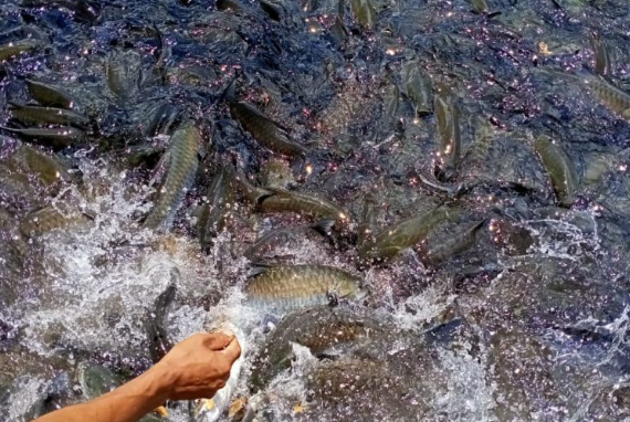 Native Fish Make Strong Comeback in Patuakhali Sanctuaries