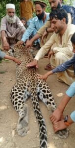 Wildlife Department Launches Legal Action Over Leopard Poaching in Bajaur