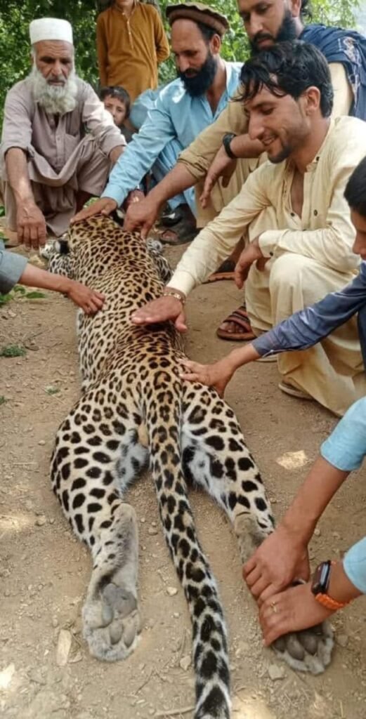 Wildlife Department Launches Legal Action Over Leopard Poaching in Bajaur