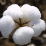 Punjab Committee Evaluates Cotton Varieties to Enhance Agricultural Yield