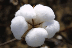 Punjab Committee Evaluates Cotton Varieties to Enhance Agricultural Yield