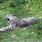 Snow Leopard Thrives Under Wildlife Department’s Care in Naltar Valley