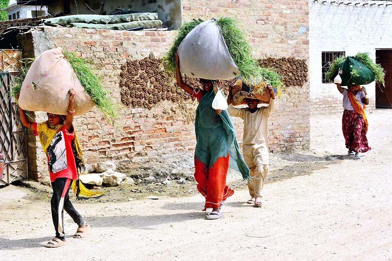 Women Harvest Grass in Latifabad Amidst Daily Challenges