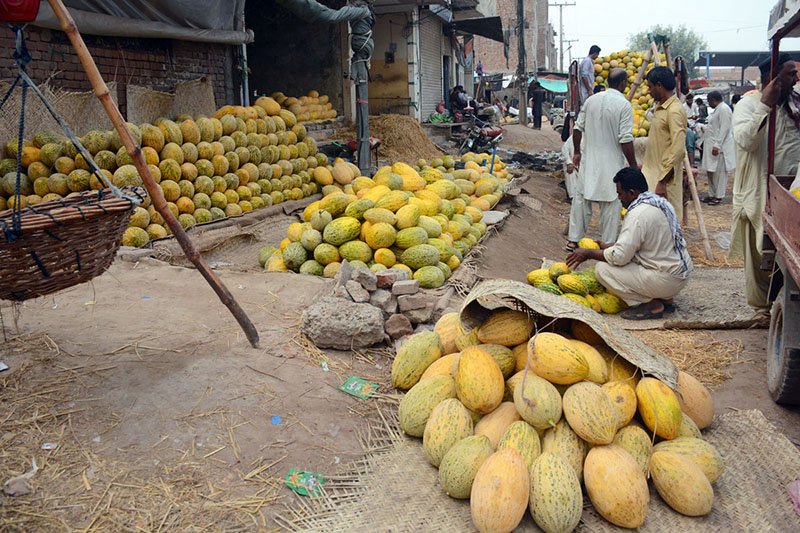 Vendors Showcase Seasonal Garma Fruit to Boost Sales in Multan Market