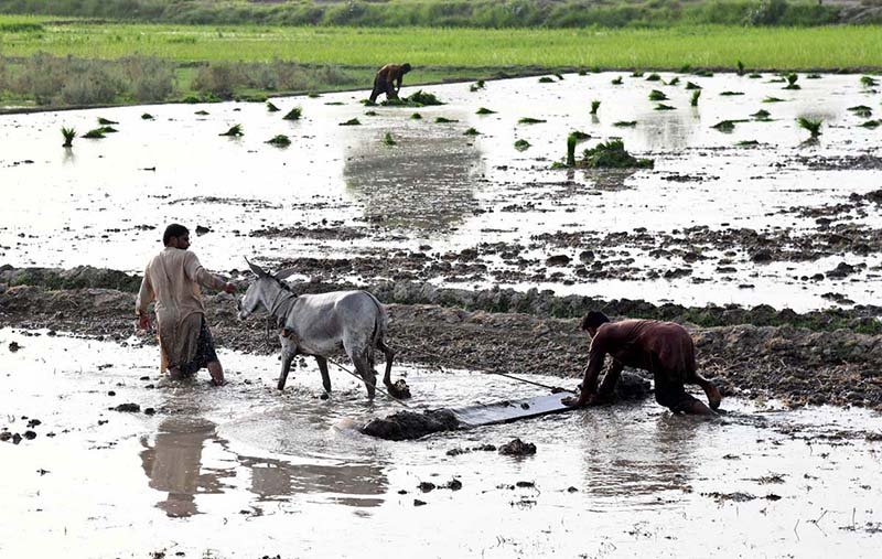 Farmers Utilize Traditional Methods for Rice Cultivation in Larkana