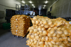 Pakistani Potatoes Gain Export Access to 36 Global Markets