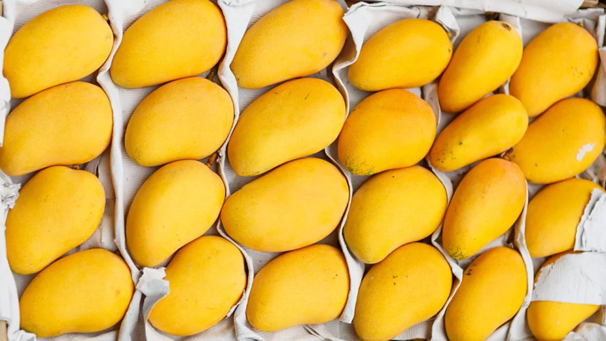 Pakistani Mangoes Enter Xinjiang Market Through Land Port