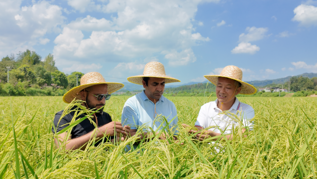 Honglian Hybrid Rice Enhances Pakistani Agricultural Output
