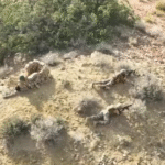 Security Forces Neutralize 10 Militants in Khuzdar Operation