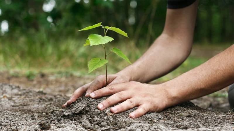 Sahiwal Commissioner Initiates Tree Plantation Campaign, Encourages Public Participation