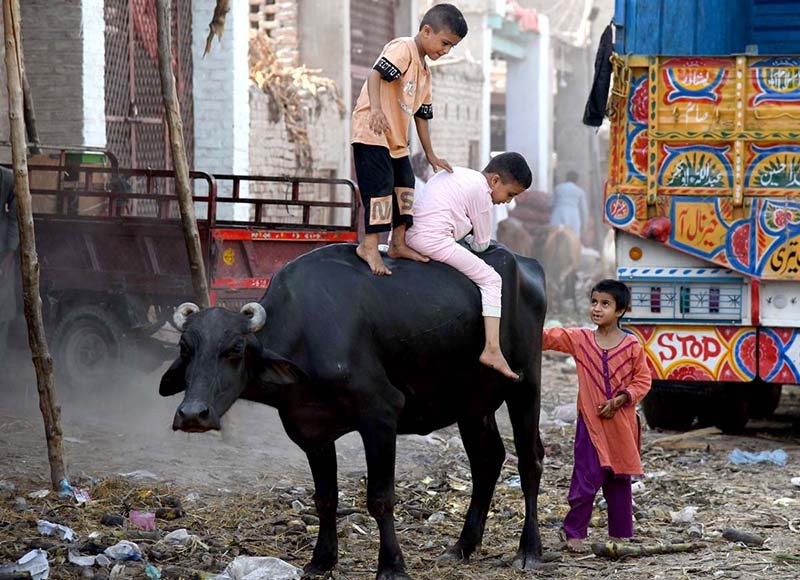 Children Experience Rural Life Riding Buffaloes in Larkana