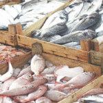 Pakistan’s Fish, Meat Exports Rise in Early FY27