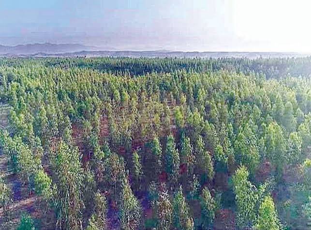 Garhi Chandan Plantation Grows From 3 Million to 30 Million Trees in 12 Years