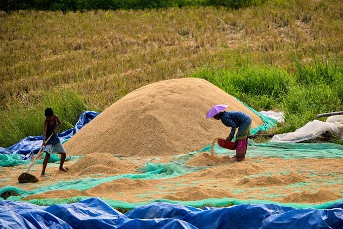 Pakistan’s Rice Industry Expands Its Global Export Reach